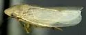 Hecullus bracteatus - photo 4