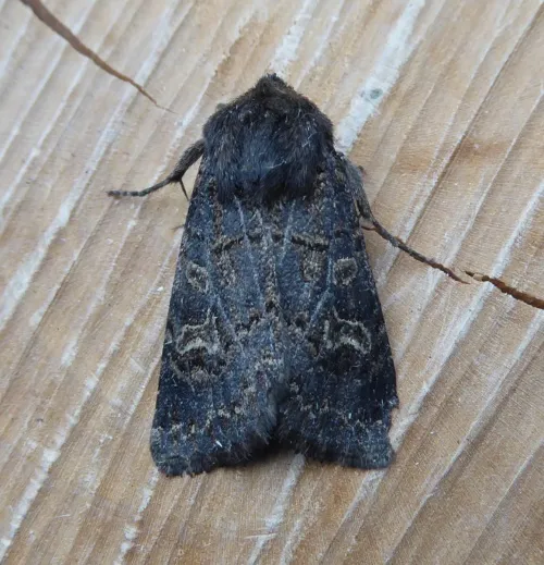 Hedge Rustic - Tholera cespitis