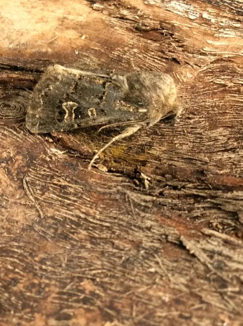 Hedge Rustic - photo 2