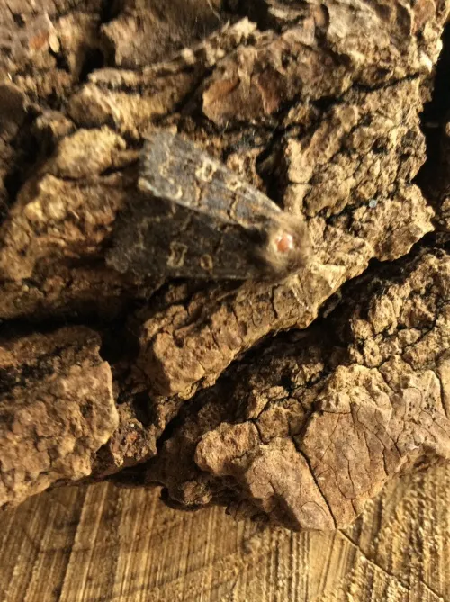 Hedge Rustic - photo 3