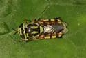 Hedriodiscus binotatus