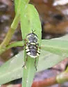 Hedriodiscus binotatus - photo 2