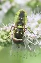 Hedriodiscus binotatus - photo 4