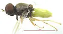 Hedriodiscus leucogaster - photo 2