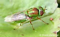 Hedriodiscus trivittatus