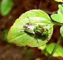 Hedriodiscus trivittatus - photo 2