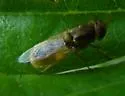 Hedriodiscus trivittatus - photo 3