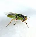 Hedriodiscus trivittatus - photo 4