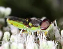 Hedriodiscus truquii - photo 4