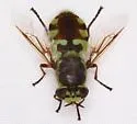 Hedriodiscus truquii - photo 5