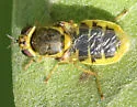 Hedriodiscus vertebratus - photo 3
