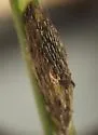 Hedriodiscus vertebratus - photo 4