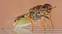 Hedriodiscus vertebratus - photo 5