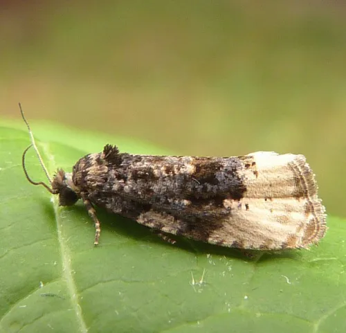 Hedya ochroleucana