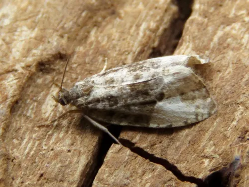 Hedya ochroleucana - photo 2