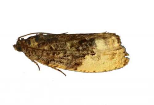 Hedya ochroleucana - photo 3