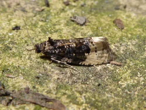 Hedya ochroleucana - photo 4