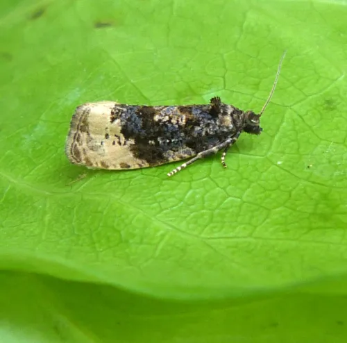 Hedya ochroleucana - photo 5