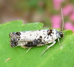 Hedya salicella