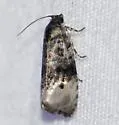 Pink-washed Leafroller - Hodges#2860 - Hedya separatana