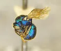 Hedychridium crassum