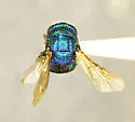 Hedychridium crassum - photo 2
