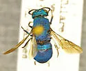 Hedychridium dimidiatum
