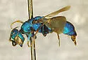 Hedychridium dimidiatum - photo 2