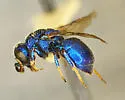 Hedychridium fletcheri