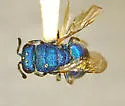 Hedychridium fletcheri - photo 2