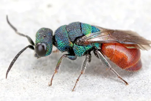 Hedychridium roseum