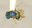 Hedychridium solierellae