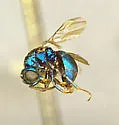 Hedychridium solierellae - photo 2
