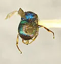 Hedychridium solierellae - photo 3