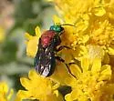 Hedychrum cupricolle