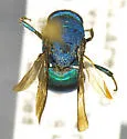 Hedychrum parvum