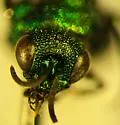 Hedychrum parvum - photo 4