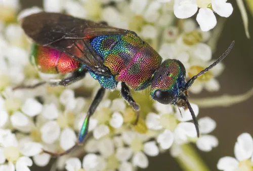 Hedychrum rutilans
