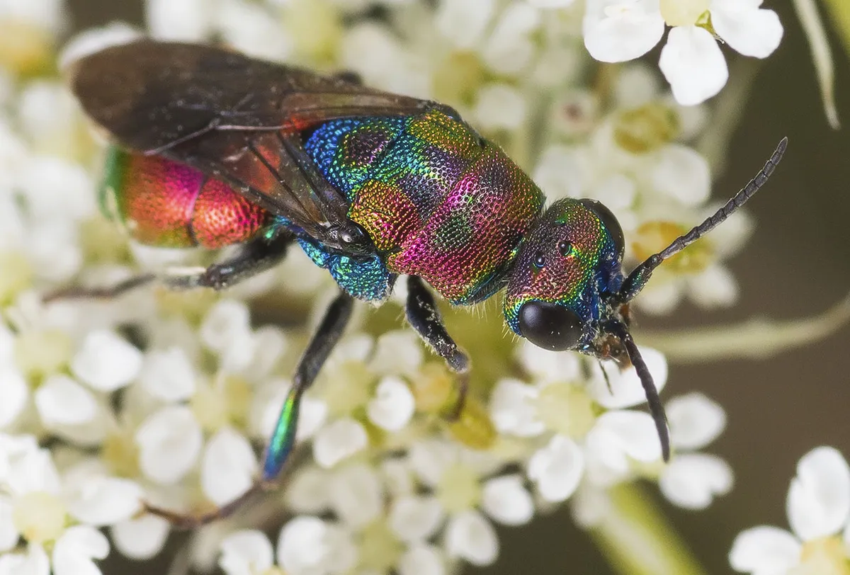 Hedychrum rutilans - photo 3