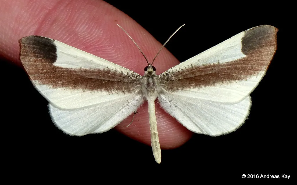American Moth-Butterflies - photo 2
