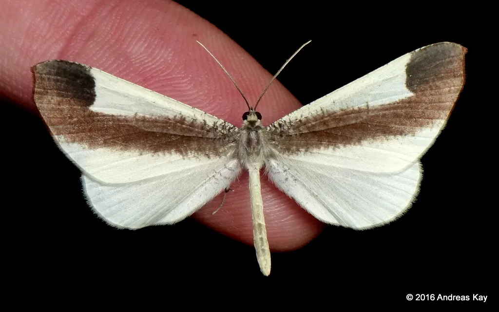 American Moth-Butterflies - photo 3