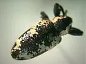 Avocado Weevil - photo 2
