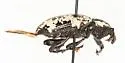 Avocado Weevil - photo 3