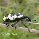 Avocado Weevil - photo 4