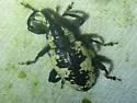 Avocado Weevil - photo 5