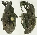 Heilus bioculatus - Heilus bioculatus