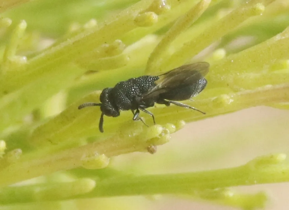 Heimbra opaca - Heimbra opaca