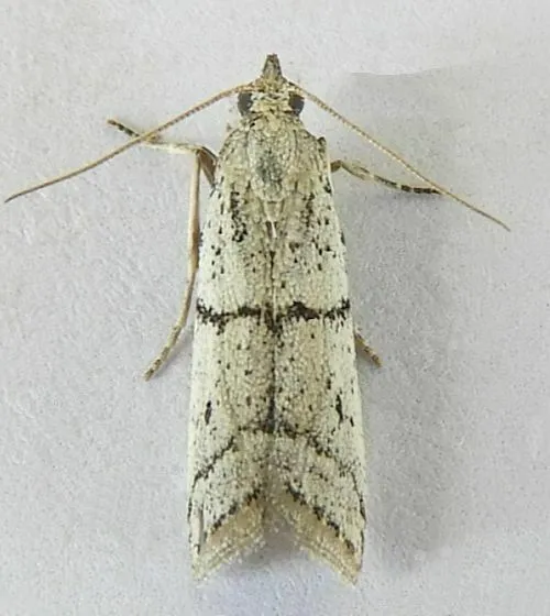 Heinrichiessa sanpetella - Hodges#6018.2 - photo 2