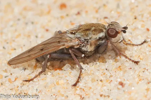 Helcomyza mediterranea