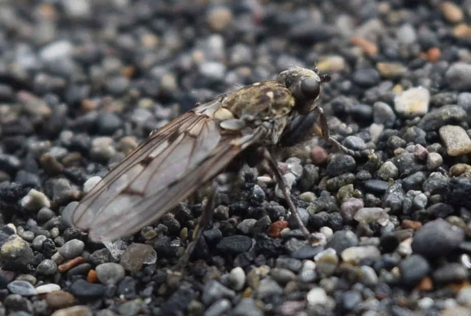Helcomyza mirabilis